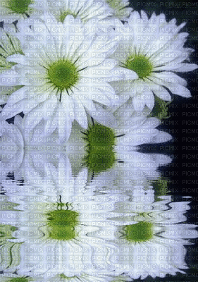 daisies -Nitsa - Бесплатный анимированный гифка