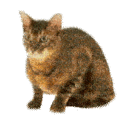 gato gif dubravka4 - 免费动画 GIF