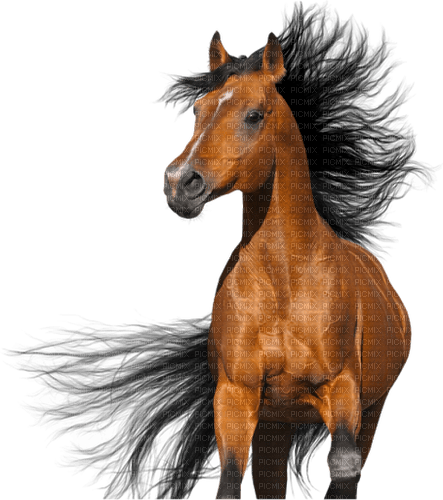 cheval - darmowe png