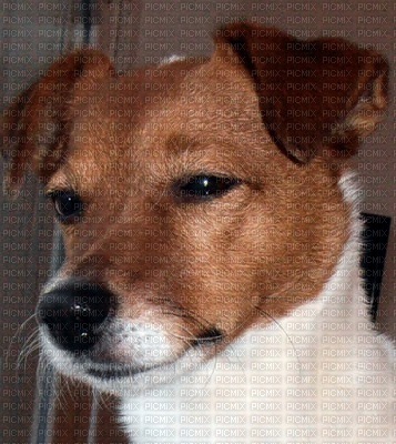 Parcel-Russel-Terrier - бесплатно png