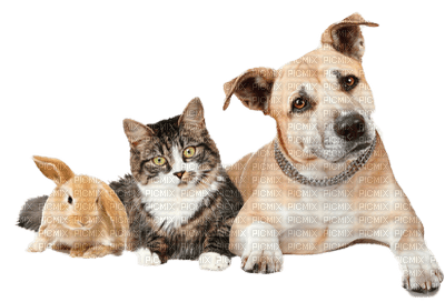 Kaz_Creations Dog Cat Rabbit Friends Animals - png gratis