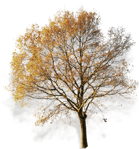 Árbol de otoño - Free PNG