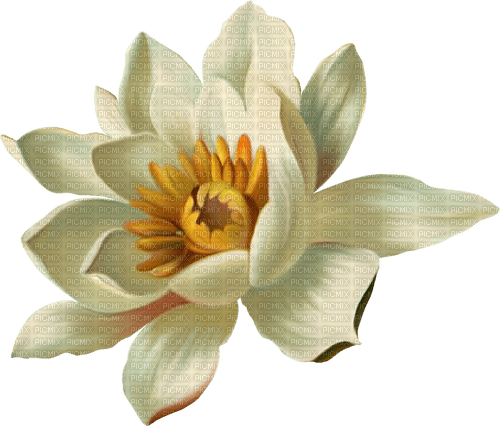 Lotus - безплатен png
