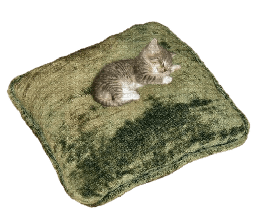 kitty sleeping on green cushion - png gratuito