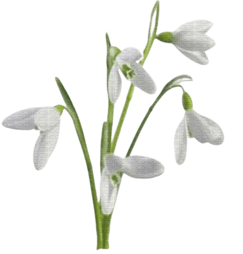 snowdrops - 無料png