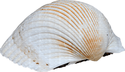 Shells katrin - zdarma png