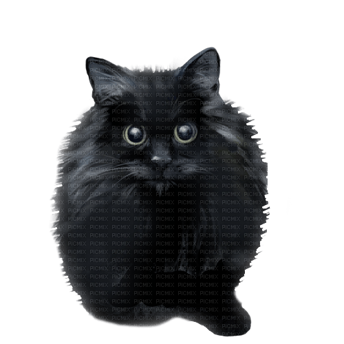 Black cat 💖 черный кот - zdarma png