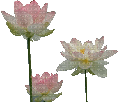 water lily, sunshine3 - besplatni png