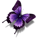 farfalla - 免费PNG