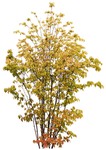 träd--- tree - 免费PNG