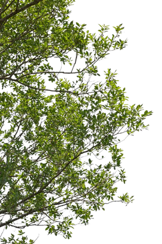 trees branches - gratis png