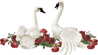 Kaz_Creations Animals Animal Swans Birds - nemokama png