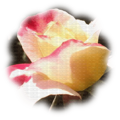 rose 4 - png grátis
