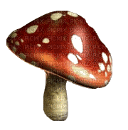 champignon - darmowe png