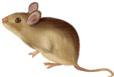 Kaz_Creations Mouse - zadarmo png