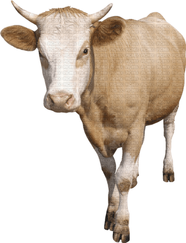 cow per request - png grátis