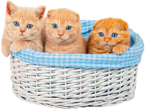 Kittens.Orange.Blue.White - By KittyKatLuv65 - png ฟรี