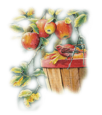 manzana - darmowe png