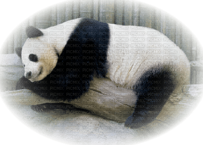 Panda ** - PNG gratuit