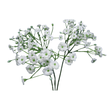 white flowers - бесплатно png