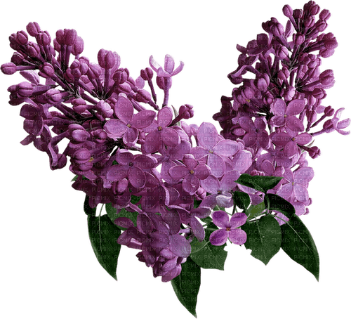 purple milla1959 - png grátis