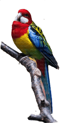 parrot katrin - zdarma png