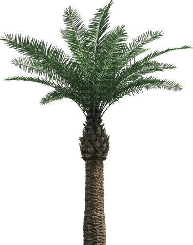 palm by nataliplus - png ฟรี