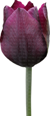 Kaz_Creations Deco Flowers Tulips Flower - 免费PNG