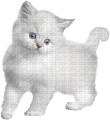 katt-cat-minou52 - Free PNG