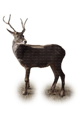 Reindeer Christmas Winter - Bogusia - png gratis