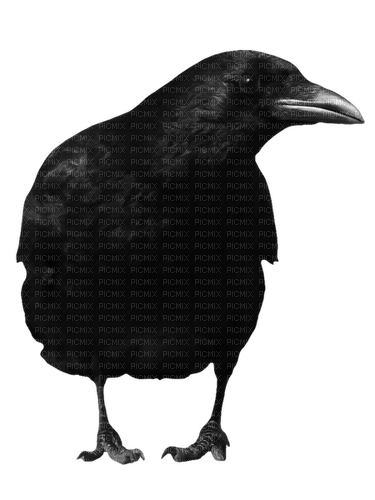 raven - 免费PNG