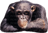 monkeys - Δωρεάν κινούμενο GIF