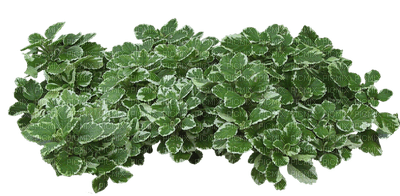 planta - nemokama png