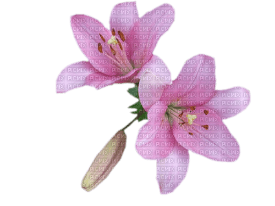 dulcineia8 flores - zdarma png
