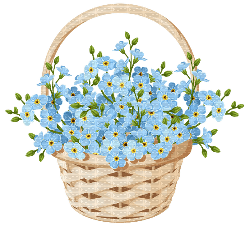 forget me not Bb2 - zdarma png