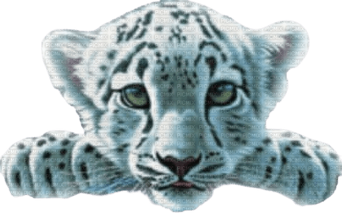 white tiger - PNG gratuit
