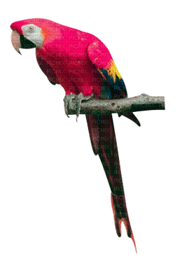 Kaz_Creations Parrot Bird - бесплатно png