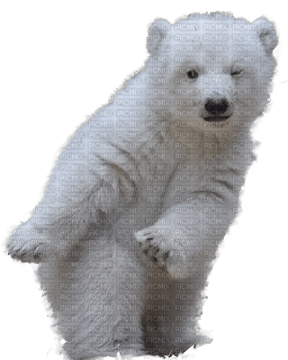 ours blanc - besplatni png