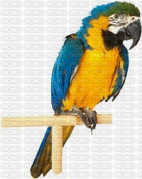 perroquet - бесплатно png