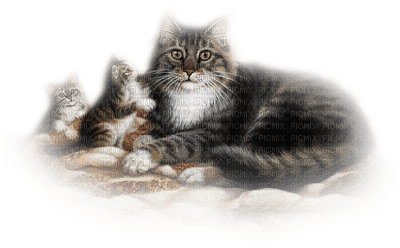 Cats Teeh - 免费PNG