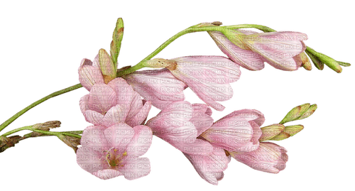 branch flower - zdarma png