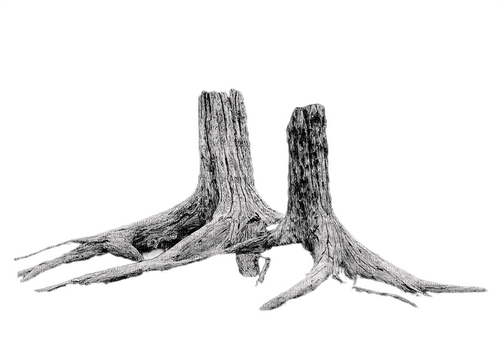 Tree stump - ingyenes png