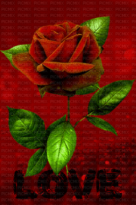 rózsa - Animovaný GIF zadarmo