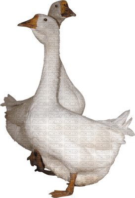 aze canard blanc White - PNG gratuit
