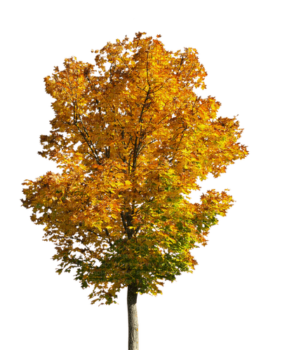 Осеннее дерево - png gratis
