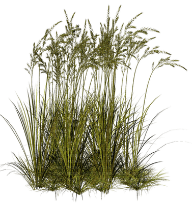 plants katrin - darmowe png