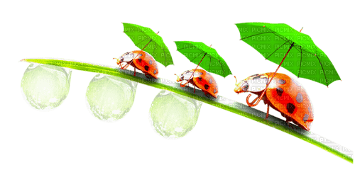 ladybug et leaves - nemokama png