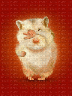 hamster disco - Zdarma animovaný GIF