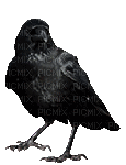 Raven 2 - GIF animado gratis