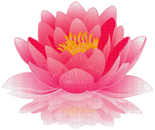 pink water lily 2 - nemokama png